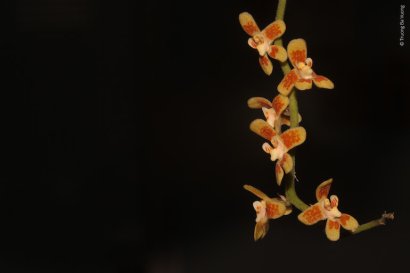 Chiloschista quangdangii