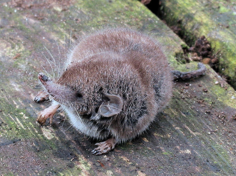 Crocidura
