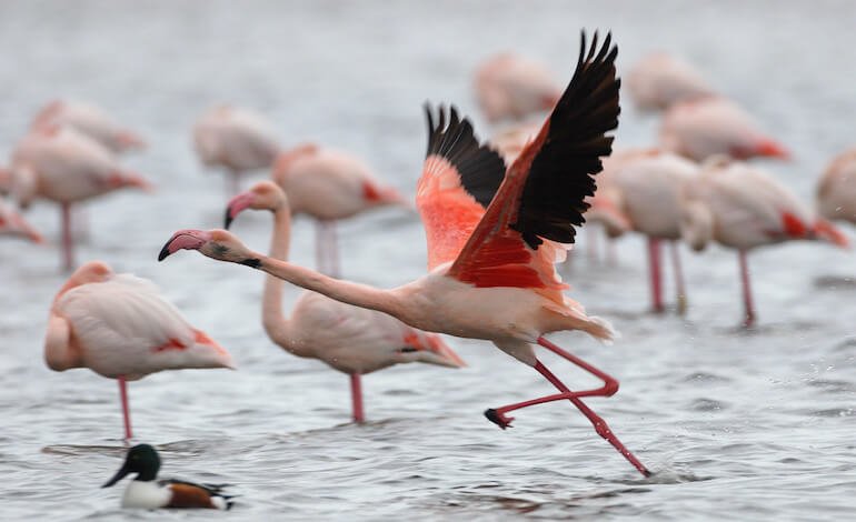 Spettacolo a Orbetello per il Feni-Day 2024