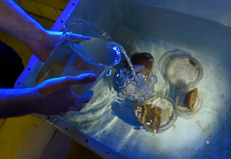 LIFE_Pinna_lab_Unige