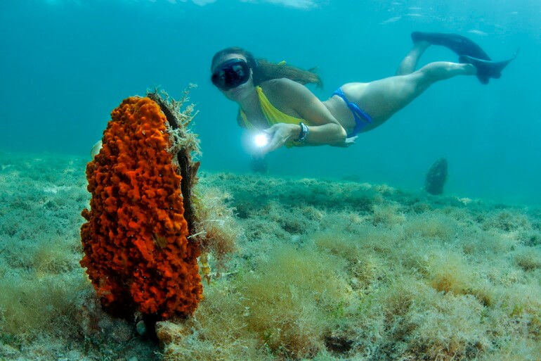 Pinna nobilis