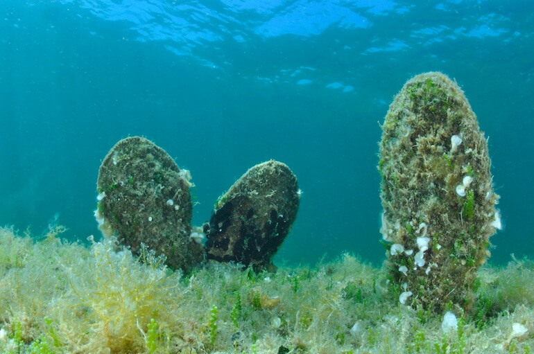 Pinna nobilis
