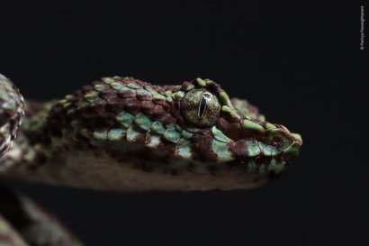 Trimeresurus ciliaris