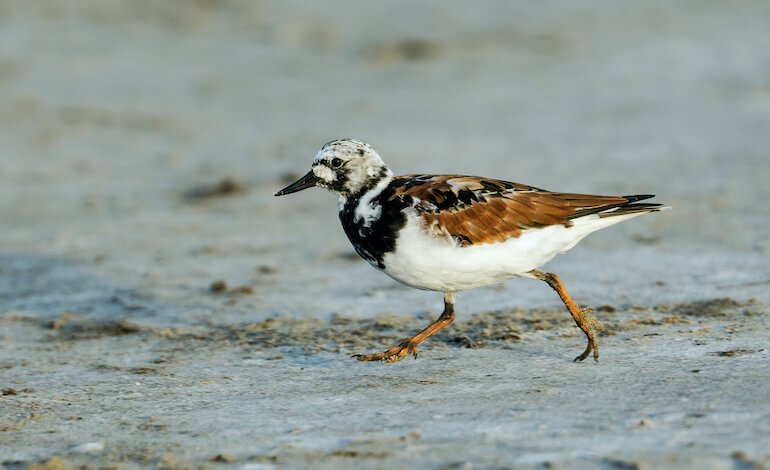 Crollano le popolazioni di limicoli migratori