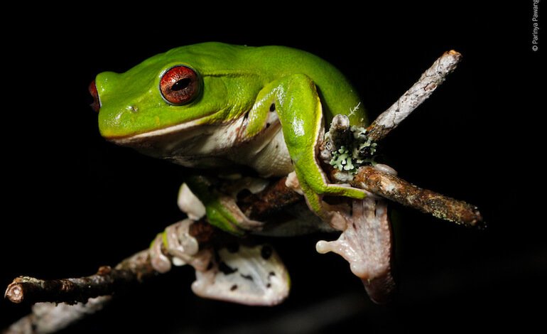 234 nuove specie nella regione del “Grande Mekong”