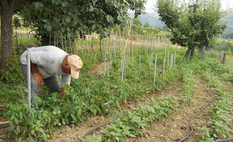 In Italia fioriscono le nuove coltivazioni “tropicali”