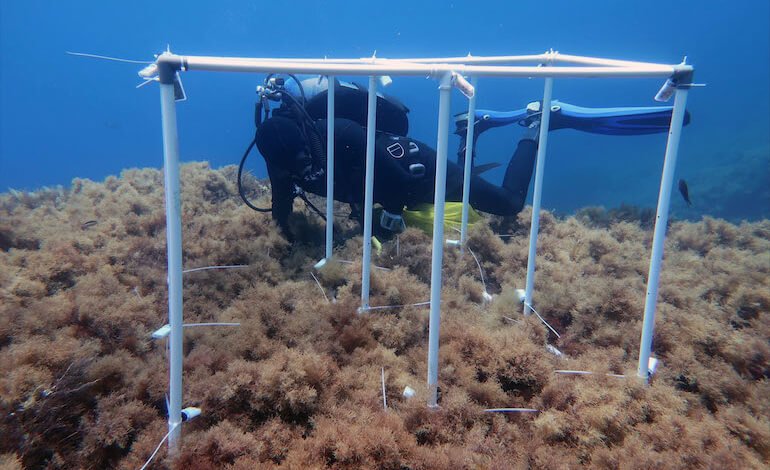 Pericolo di estinzione per alghe e foreste marine