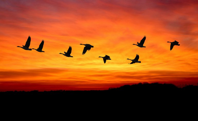 Inquinamento luminoso e acustico: i danni sugli uccelli