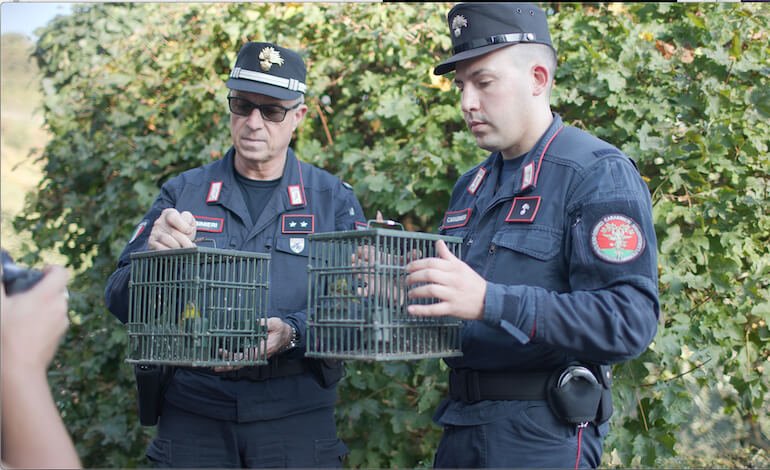 Operazione “Pettirosso 2024”