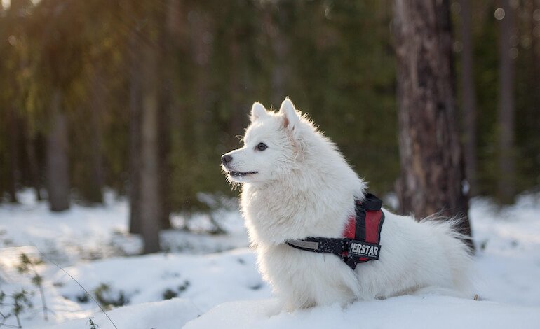 Sulla neve con il cane