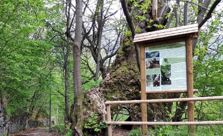 Il nuovo albero monumentale della Lombardia