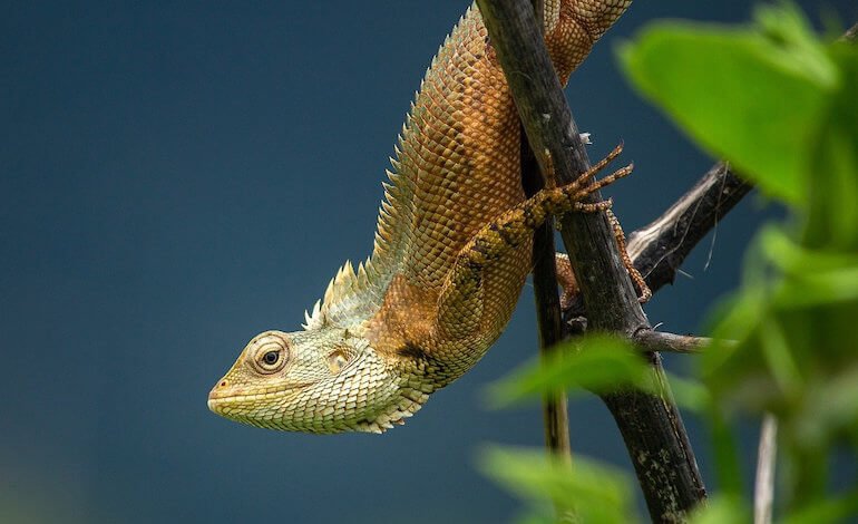 Comunicare la biodiversità