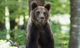 L'incommentabile abbattimento dell'orso M91