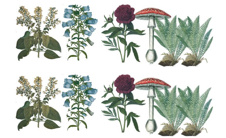Un viaggio tra le diverse forme di vita del nostro pianeta