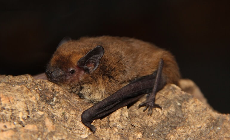 pipistrelli