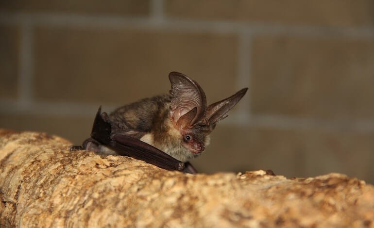 Le città dei pipistrelli