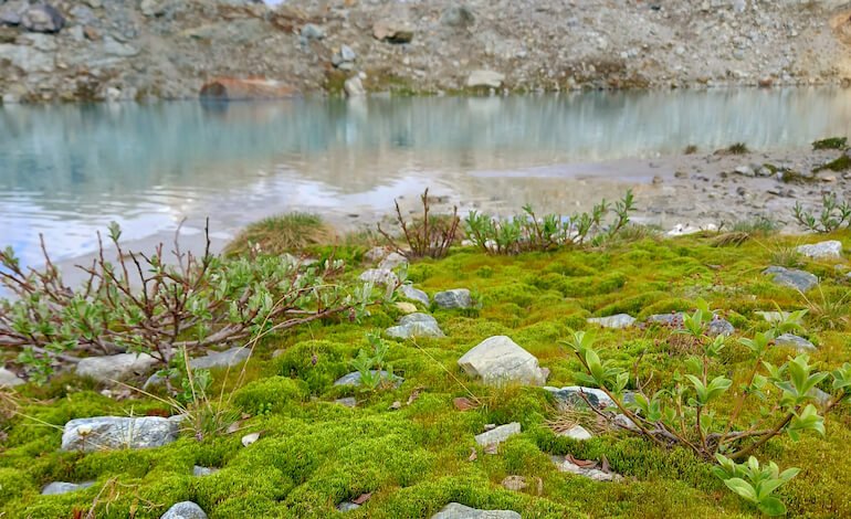 Dopo i ghiacciai rimane un ecosistema più debole