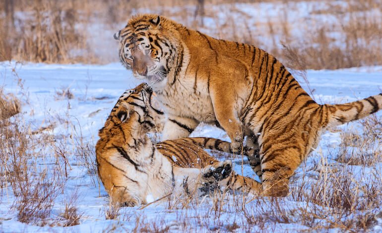 Lo storico ritorno delle tigri in Kazakistan