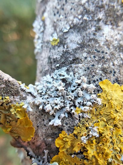 Lecidella elaeochroma