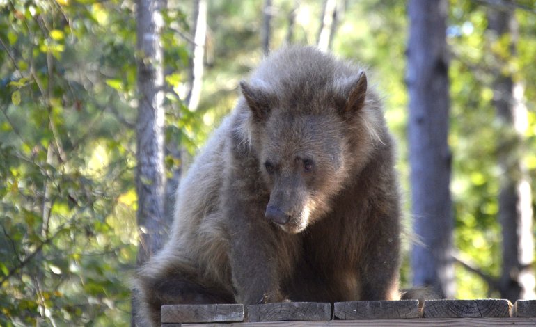 La storia a lieto fine di Eve, l’orsa senza pelo