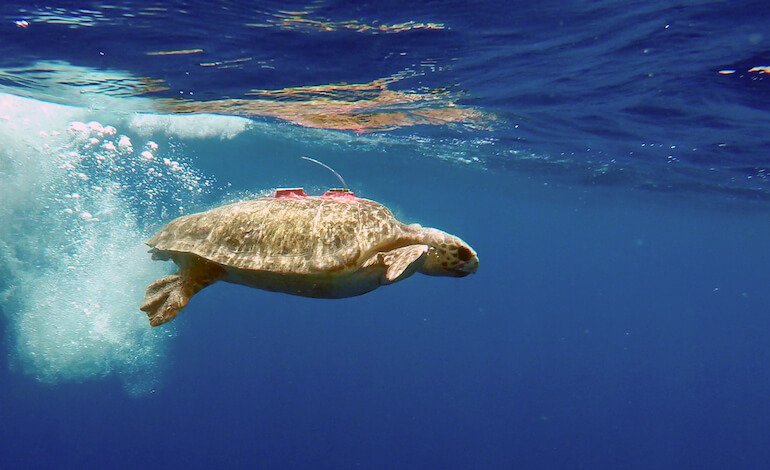 Come nuotano gli animali?