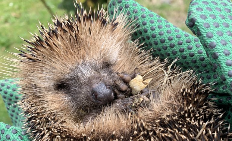 Il soccorso della fauna selvatica