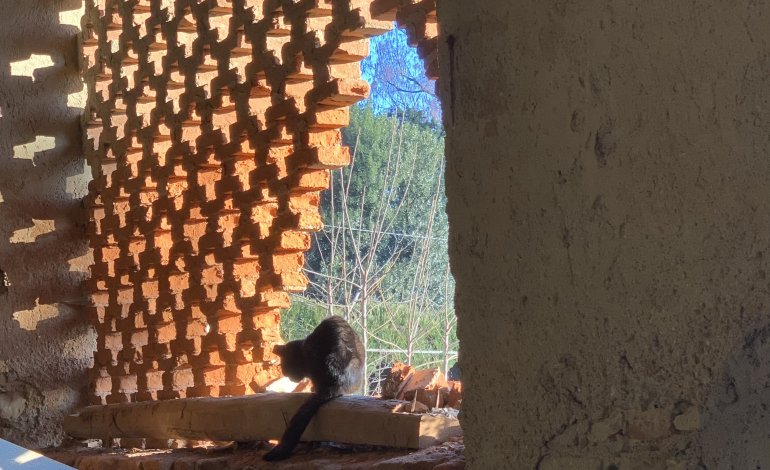 Gli ultimi giorni della gatta nera