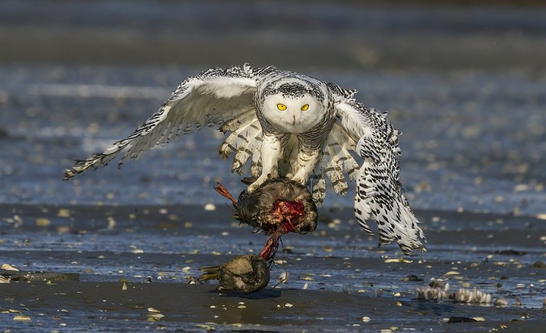 Il Gufo delle Nevi: il predatore artico è in pericolo