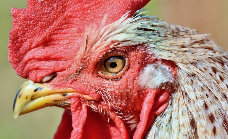 Chi è la gallina