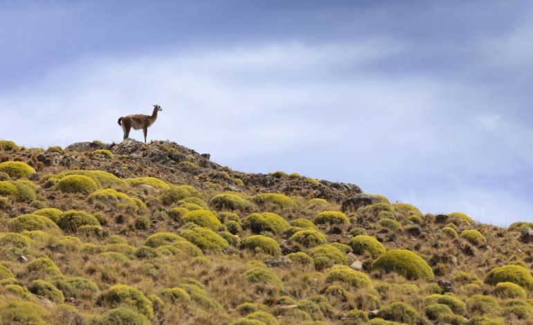 La Ruta de Los Parques, l’area protetta più estesa del mondo