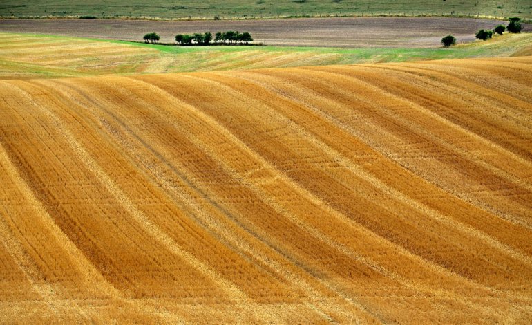 Secondo gli esperti il 2025 sarà l’anno del Turismo Agricolo