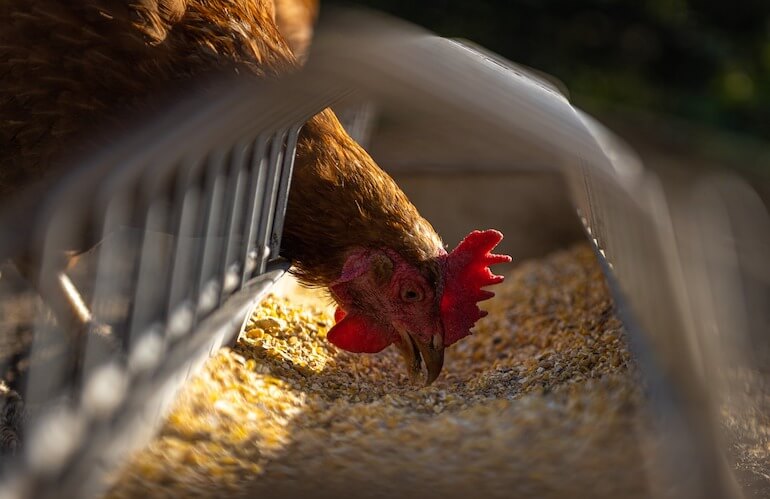 gallina