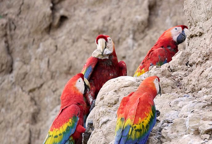 Le cure detox degli animali