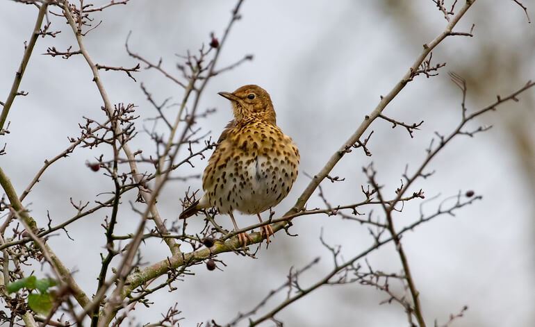 Pascoli: quando la poesia incontra la Natura