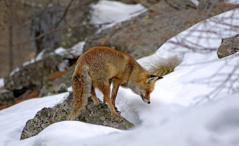 Biodiversità protagonista in due esposizioni a Roma