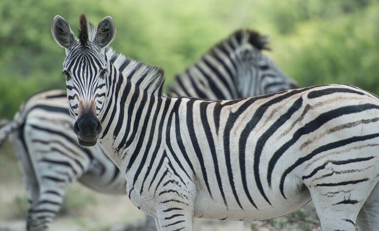 6 curiosità sulle zebre