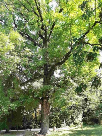 noce cenerino