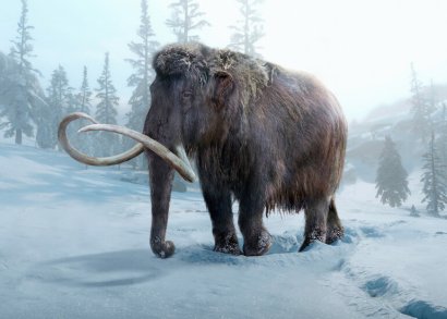 Mammut Mammuthus primigenius