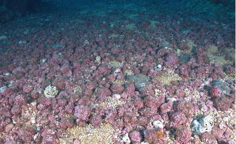 I letti di alghe coralline assorbono CO2 dall’atmosfera