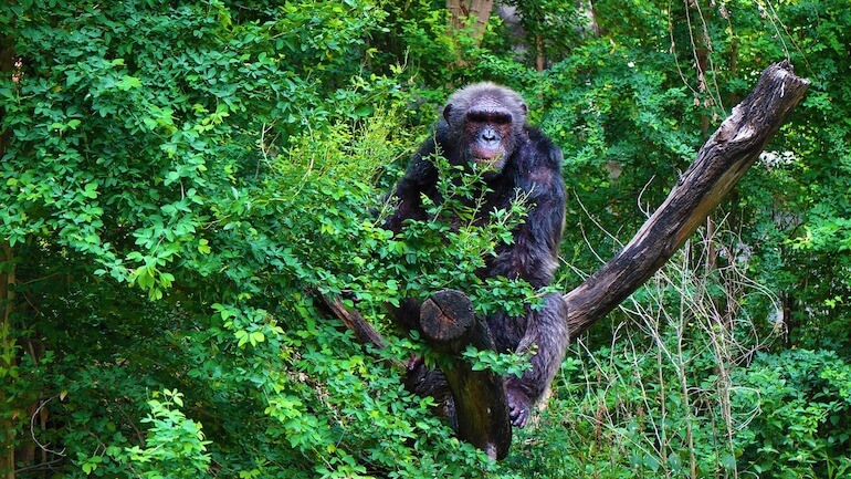 morte tra gli animali