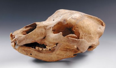 orso delle caverne Ursus spelaeus