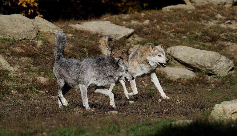 Il veleno fa strage di lupi in Abruzzo