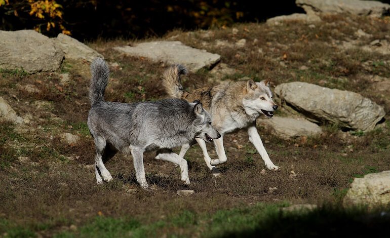 Il veleno fa strage di lupi in Abruzzo