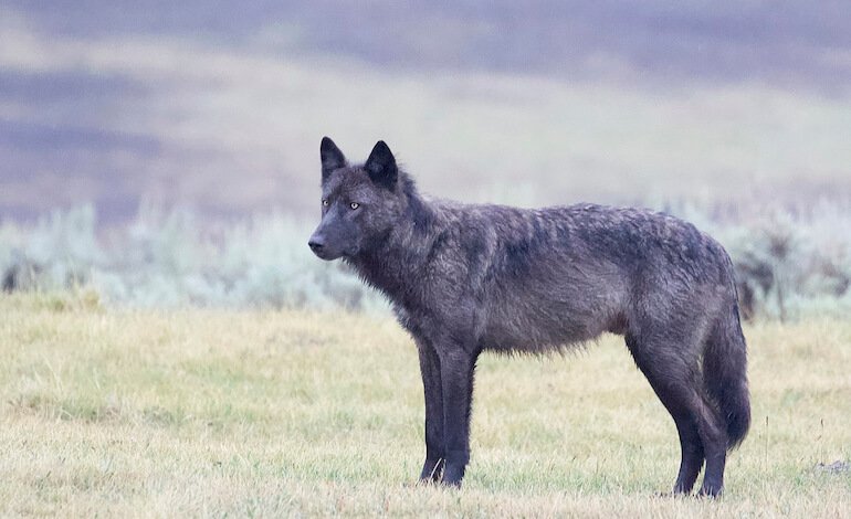 Lupi neri: variante genetica o ibridazione?