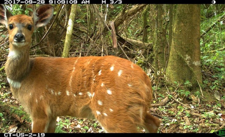 I mammiferi delle foreste tropicali