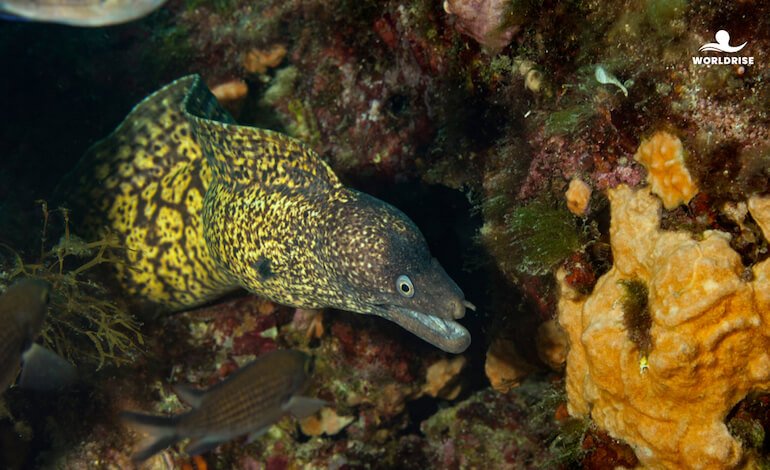 La murena, un predatore incompreso