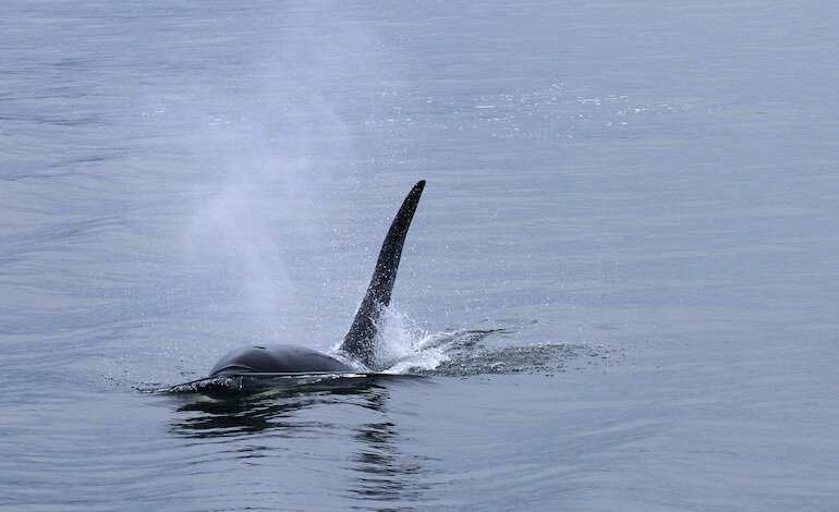 Orca batte squalo balena