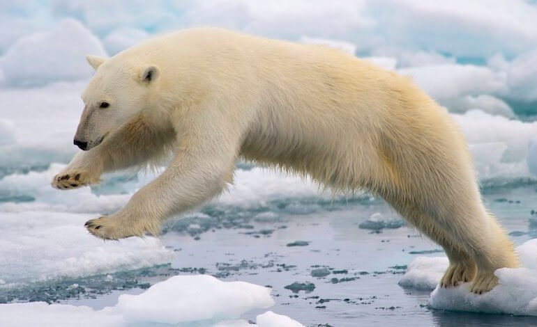La pelliccia antighiaccio dell’orso polare