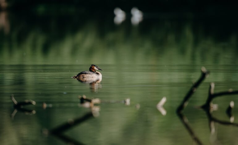 Giornata mondiale delle zone umide