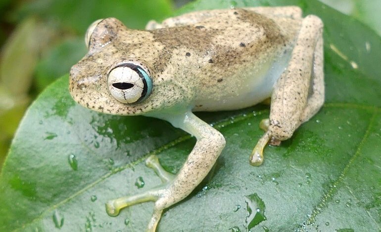 Animali discriminati perché “brutti”